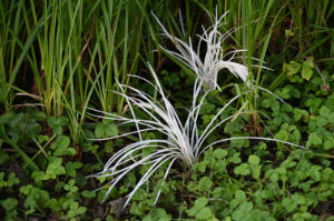 (Bild: flora2)