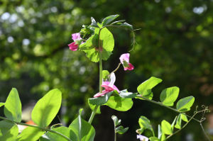 (Bild: flora2)