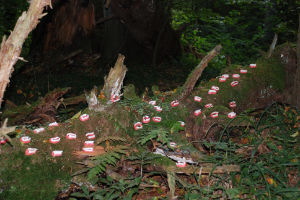 (Bild: flora2)