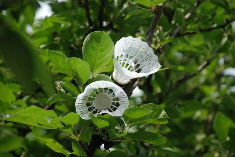 Pennae albae, Parapfelblüte (Bild nicht gefunden)